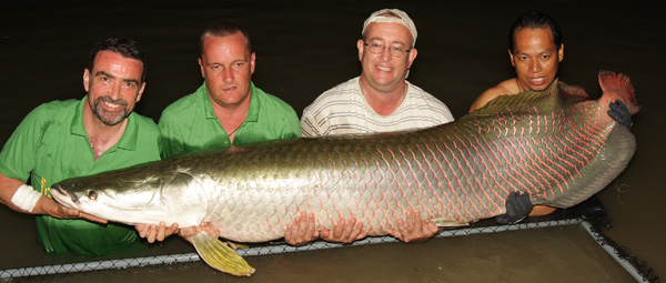 Arapaima gigas