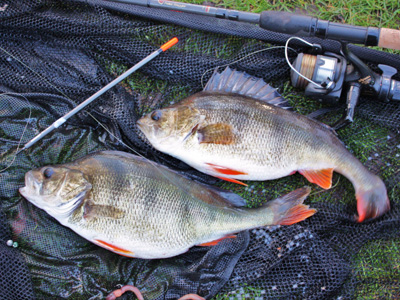 A brace of two pounders on a sliding waggler rig from a commercial - but this month they were just not having it