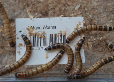 Morio Worms