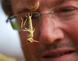 A locust, hooked and ready to go