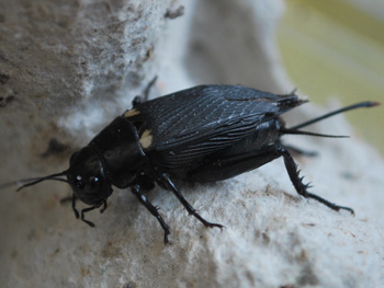 A Giant Black Cricket