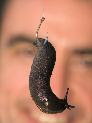 A juicy black slug - lovely!