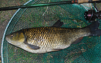 First chub of the new season