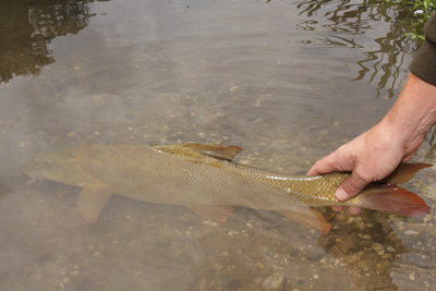 The Barbel Handling Code - so important.