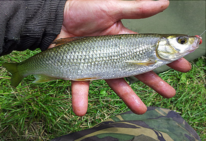 I must have ended up with over a hundred fish, mainly stunning dace 