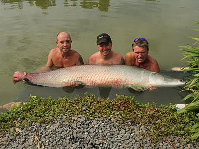 A 180lb arapaima - actually quite a modest one for the fishery!