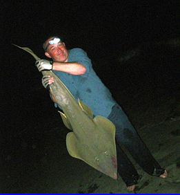 'Playing' a guitarfish