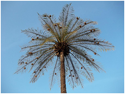 Weaver birds' nests