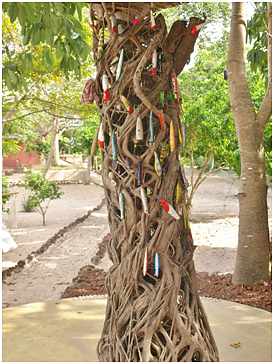 The tree at the base camp bears testament to the power of these fish