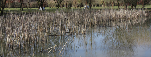 Reeds being a pareticular favourite...