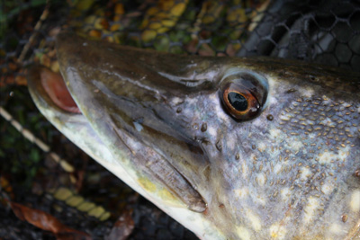 Pike fishing should become more predictible in the New Year