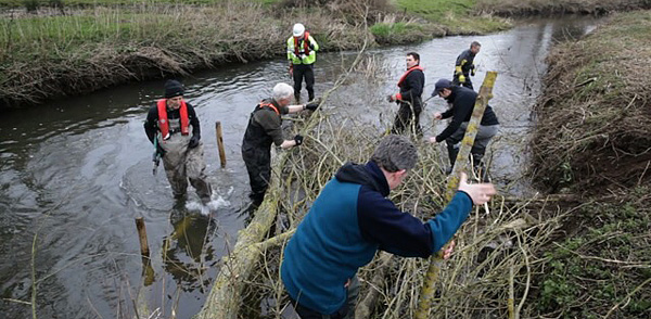 Installing woody debris as cover for young fish