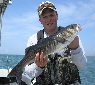 This cracking six pound south coast bass came to well known lure angler Paul Parnell. There won’t be too many more of these around unless stocks are helped to recover