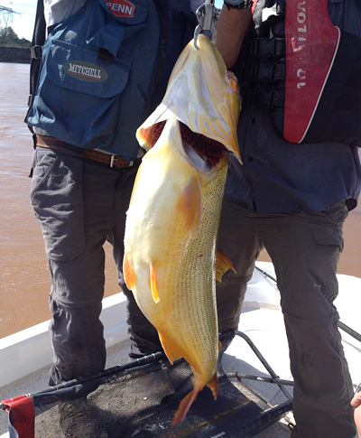 How not to weigh a big fish