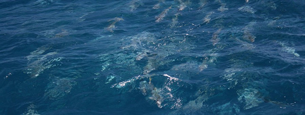 A pack of angry New Zealand kingfish homing in on the lure