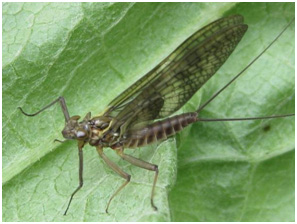 A released adult mayfly