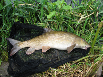 My first barbel of the season