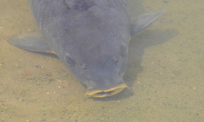 A margin feeder under my feet