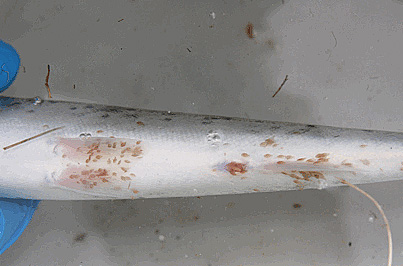 Juvenile sea trout heavily infested with sea lice (all the brown dots) (Little Loch Broom 21 June 2013)