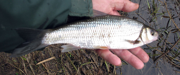 The best of the dace, just over 12oz