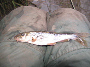 A giant of a gudgeon