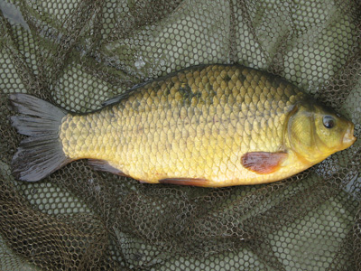 One in every three or four fish turned out to be a crucian