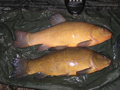 A nice brace of tench scaling 6lb 7oz and 6lb 13oz