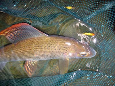 grayling_in_net_small_1.jpg