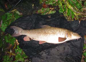 winter_barbel_09_05.jpg