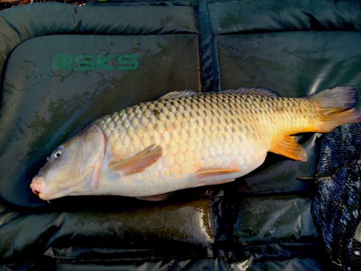 15lb_8oz_common1.jpg