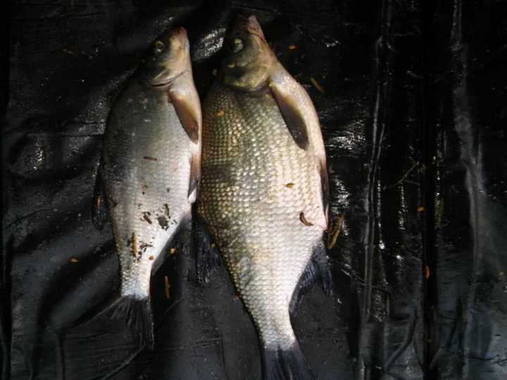 Bream11.jpg