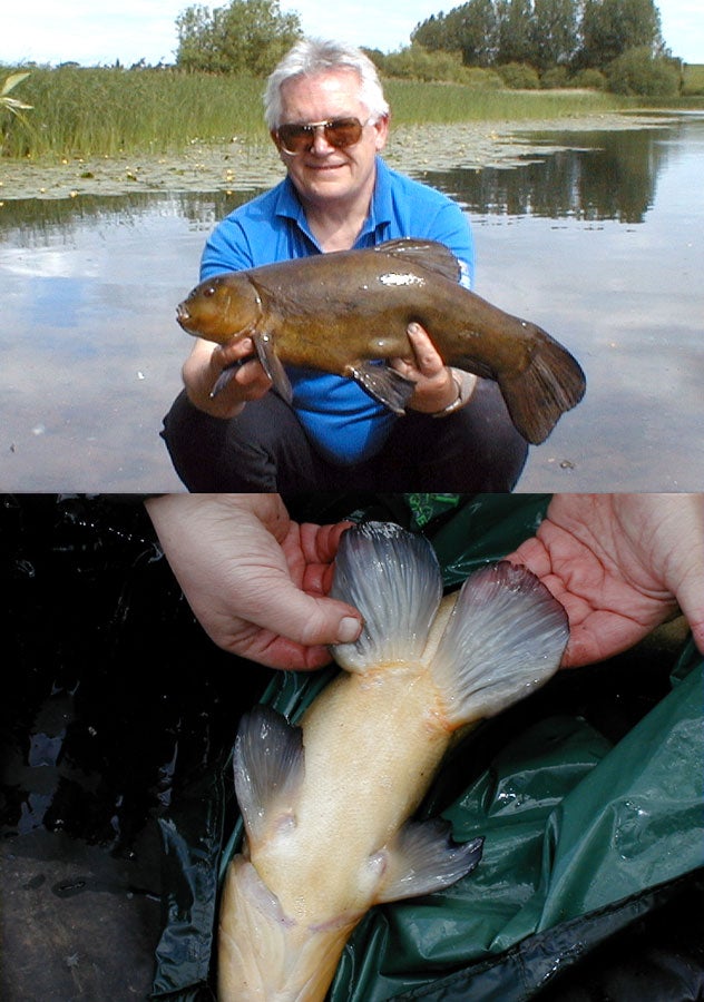 male-tench.jpg