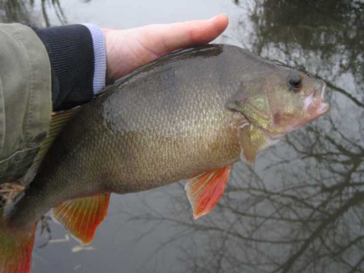 perch21.jpg