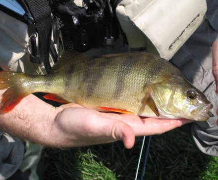 An Avington perch