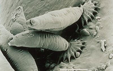 Gyrodactylus Salaris parasite