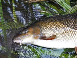 How to catch bigger barbel