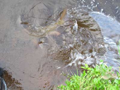 How to catch bigger barbel