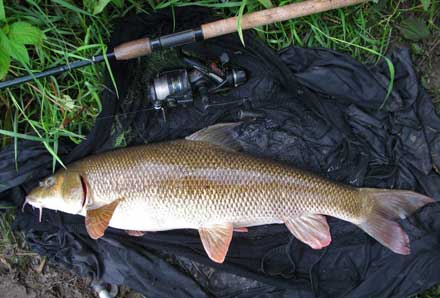 How to catch bigger barbel