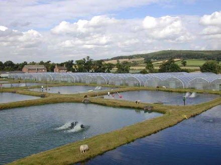 Calverton fish farm