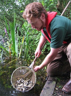 Crucian Carp