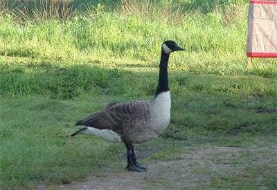 one of the many geese