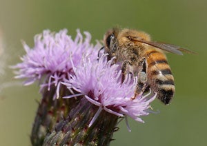 Bee