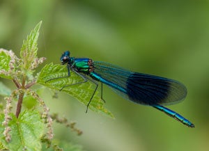 Damselfly