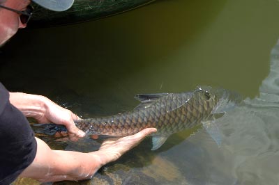 Mahseer