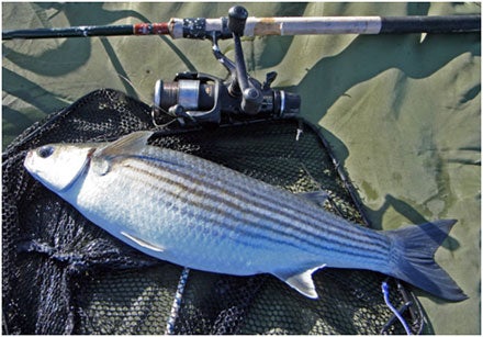 A beautiful 5 pounder from Ireland - Note the essential unhooking mat