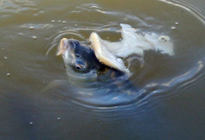 Bread - great for crucians, if you can get it past the carp!