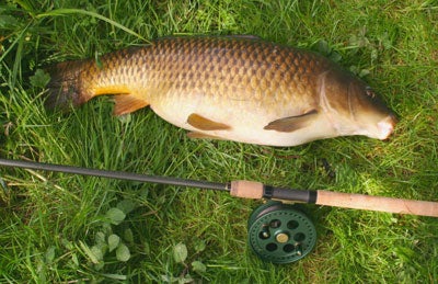 14lb carp caught with long rod and centrepin