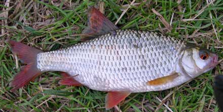 Hybrid from the River Frome