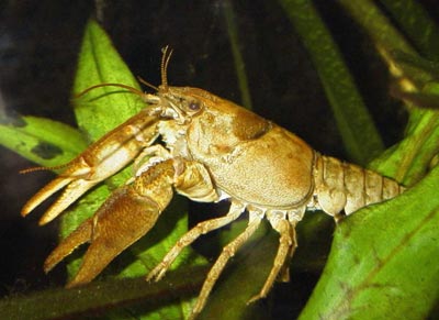 Native Crayfish