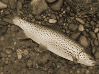 Brown trout